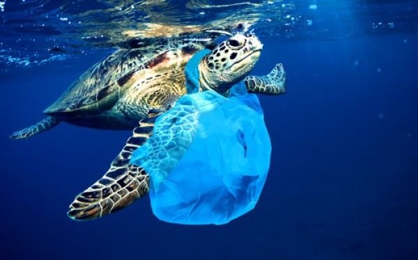 wp-content/uploads/2020/11/theme2.jpg